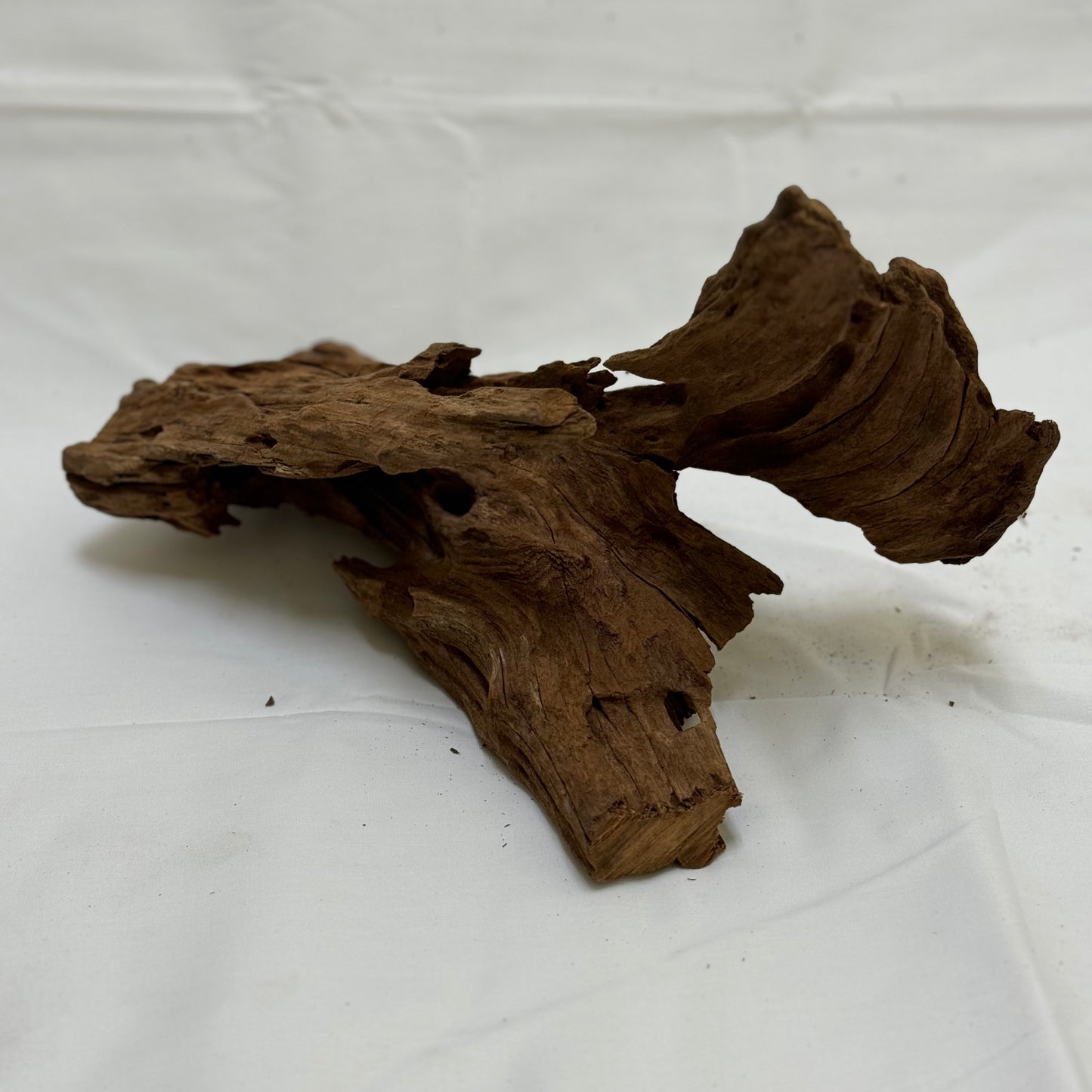 Malaysian Drift Wood (Medium)